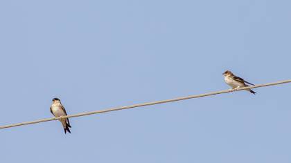 Ev kırlangıcı » Common House Martin » Delichon urbicum
