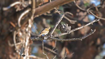 Olive-backed Pipit
