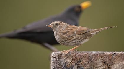 Dağbülbülü » Dunnock » Prunella modularis