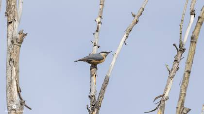 Sıvacı
