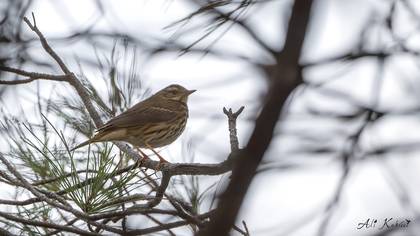 Olive-backed Pipit