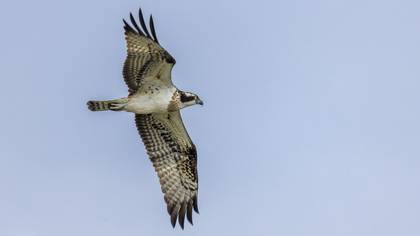 Osprey
