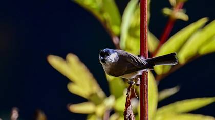 Kayın baştankarası » Marsh Tit » Poecile palustris