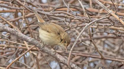 Marsh Warbler