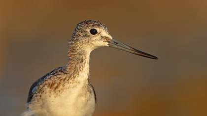 Yeşilbacak » Common Greenshank » Tringa nebularia