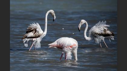 Flamingo