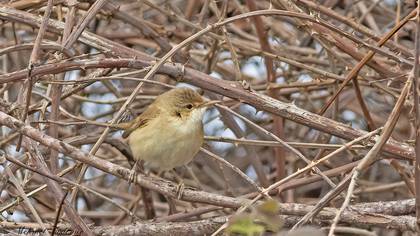 Marsh Warbler
