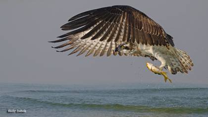 Osprey