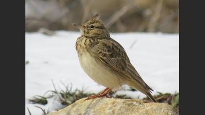 Crested Lark