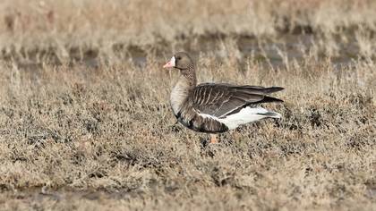 Sakarca » Greater White-fronted Goose » Anser albifrons