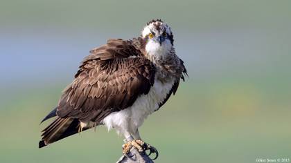 Osprey
