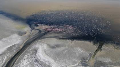 Flamingo