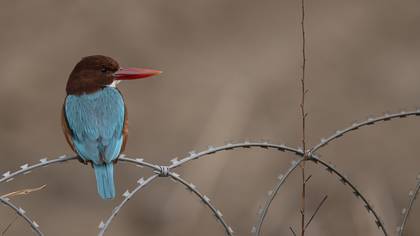 İzmir yalıçapkını » White-throated Kingfisher » Halcyon smyrnensis
