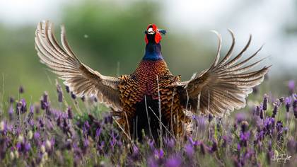 Sülün » Common Pheasant » Phasianus colchicus