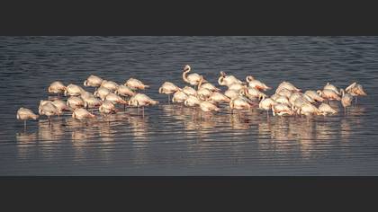 Flamingo