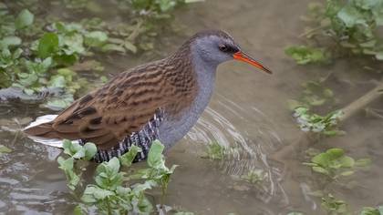 Sukılavuzu