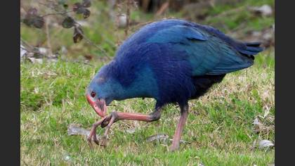 Grey-headed Swamphen