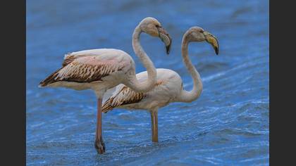 Flamingo