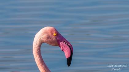 Flamingo