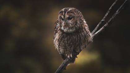 Alaca baykuş » Tawny Owl » Strix aluco