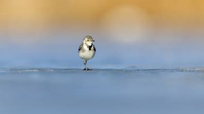 Ak kuyruksallayan » White Wagtail » Motacilla alba
