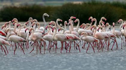 Flamingo