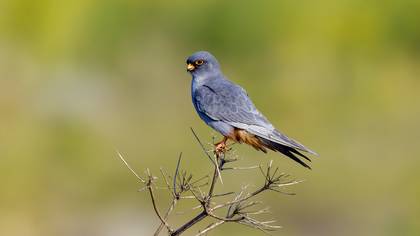 Ala doğan » Red-footed Falcon » Falco vespertinus