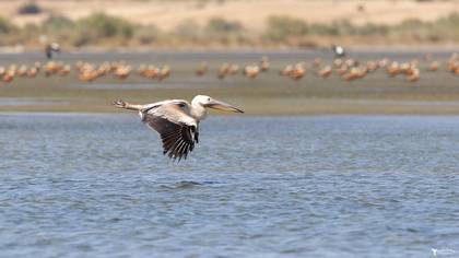 Ak pelikan » Great White Pelican » Pelecanus onocrotalus