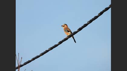 Eurasian Jay