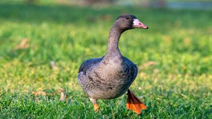 Sakarca » Greater White-fronted Goose » Anser albifrons