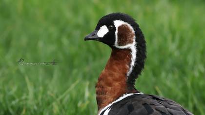 Sibirya kazı » Red-breasted Goose » Branta ruficollis