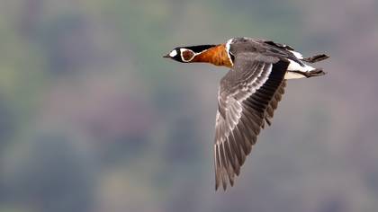 Sibirya kazı » Red-breasted Goose » Branta ruficollis