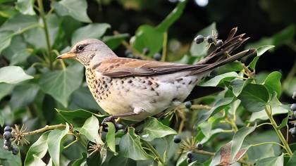 Tarla ardıcı » Fieldfare » Turdus pilaris