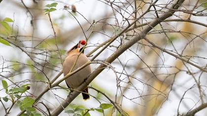 İpekkuyruk » Bohemian Waxwing » Bombycilla garrulus