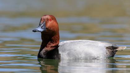 Elmabaş patka