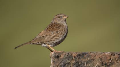Dağbülbülü » Dunnock » Prunella modularis