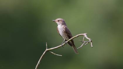 Benekli sinekkapan » Spotted Flycatcher » Muscicapa striata
