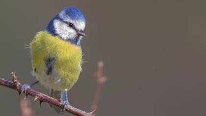 Mavi baştankara » Eurasian Blue Tit » Cyanistes caeruleus