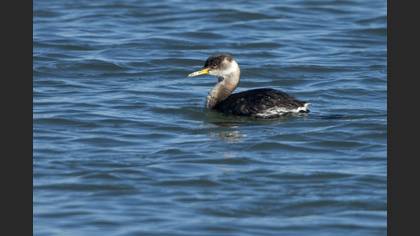 Red-necked Grebe