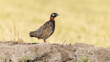 Turaç » Black Francolin » Francolinus francolinus