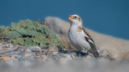 Alaca kirazkuşu » Snow Bunting » Plectrophenax nivalis