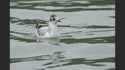 Little Gull