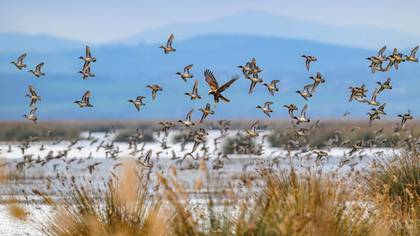 Saz delicesi » Western Marsh Harrier » Circus aeruginosus
