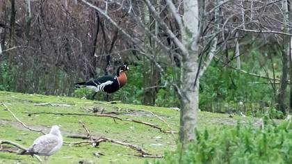 Red-breasted Goose