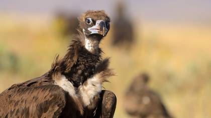 Cinereous Vulture