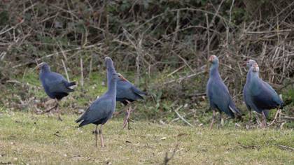Grey-headed Swamphen