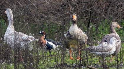 Red-breasted Goose