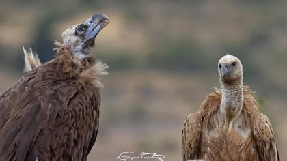 Kara akbaba » Cinereous Vulture » Aegypius monachus
