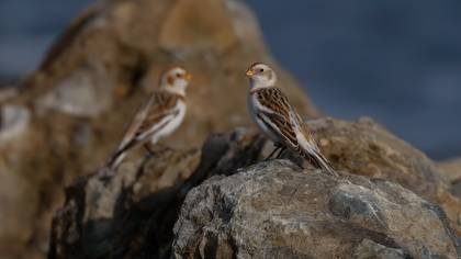 Alaca kirazkuşu » Snow Bunting » Plectrophenax nivalis