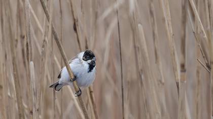 Bataklık Kirazkuşu » Common Reed Bunting » Emberiza schoeniclus